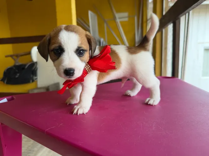 O CACHORRO DO MASCARA JRT. BAIXOU!!! BAIXOU!!! ACABANDO SÓ DOIS MACHOS.