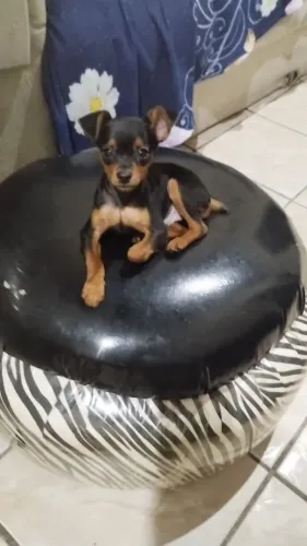 Cachorro picher