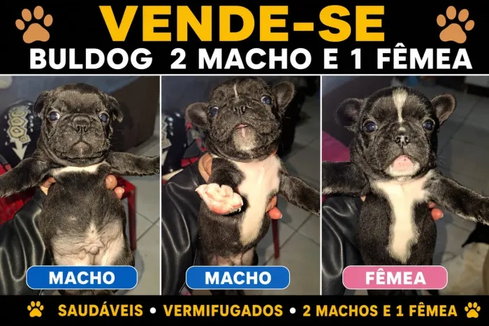Buldogues filhotes 