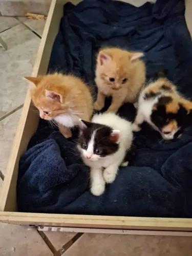 Doa- se Gatos
