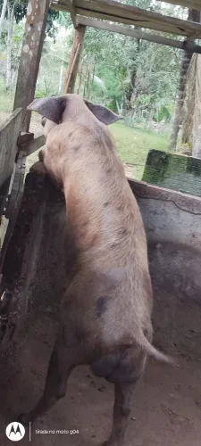 VENDO PORCO REPRODUTOR 