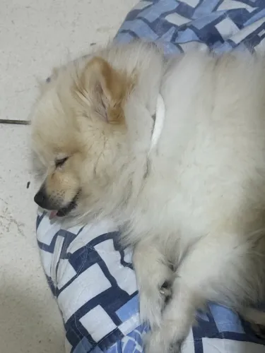 Doando Lulu da pomerania