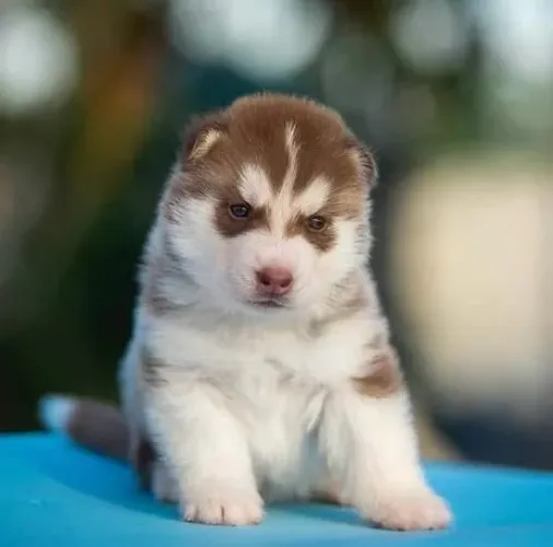 Filhotes de Husky Siberiano | Peludinhos cheios de charme.
