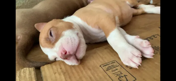Pitbulls 