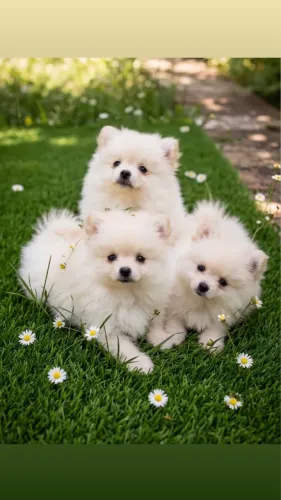 Lulu da Pomerania Anao Promocao entregamos Pronta Entrega