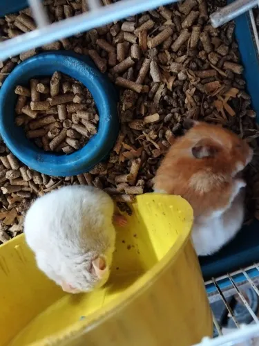 Hamster disponível