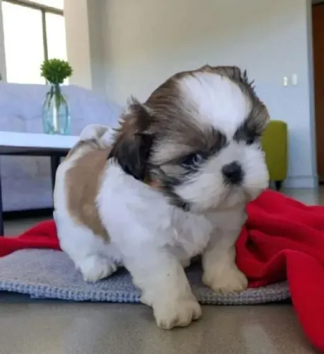 Shih Tzu Patinhas pequenas, memórias gigantes pela vida toda