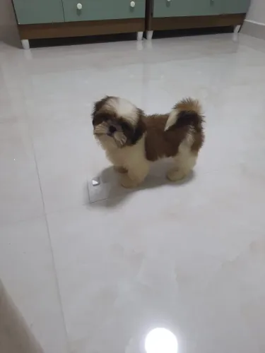 Shih-tzu femea l