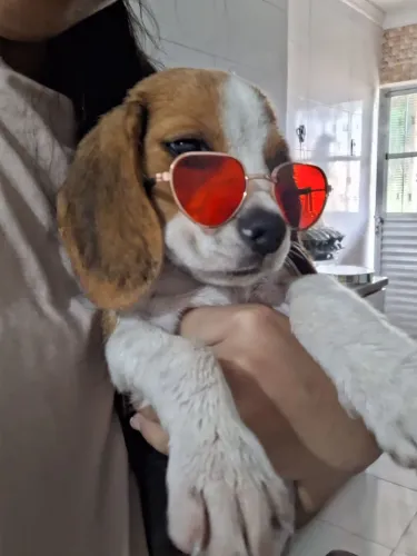Cachorro Fêmea Beagle