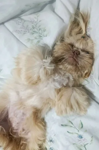 Fêmea Shih Tzu miniatura