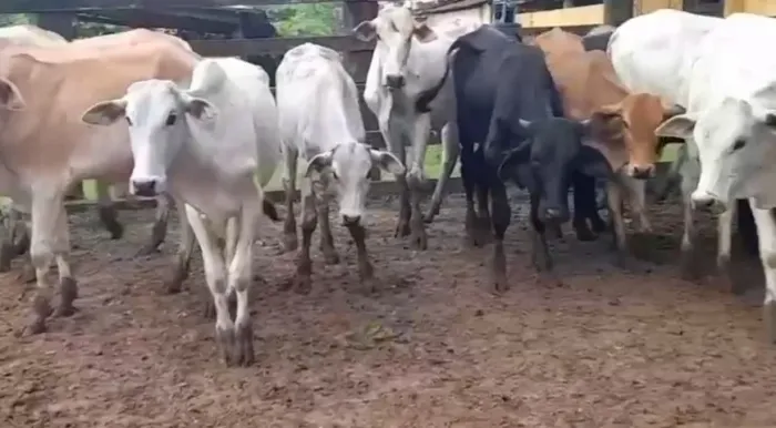 vendo 55 Cabeças gado NELORE E ANELORADAS