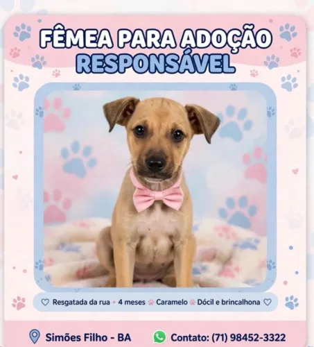 Adoção Responsável