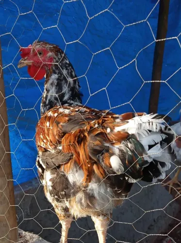 PROMOÇÃO frangos GSB