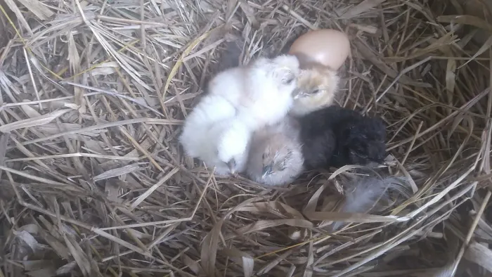 Galinha sedosa (ovos e pintinhos)
