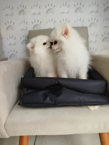 Vendo lindos filhotes de Spitz Alemão