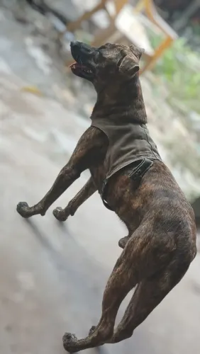 Cachorro porte médio