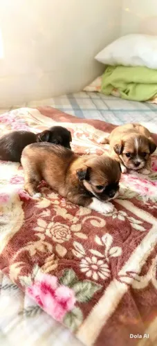 ? FILHOTES LHASA APSO ? RAÇA PURA! ?