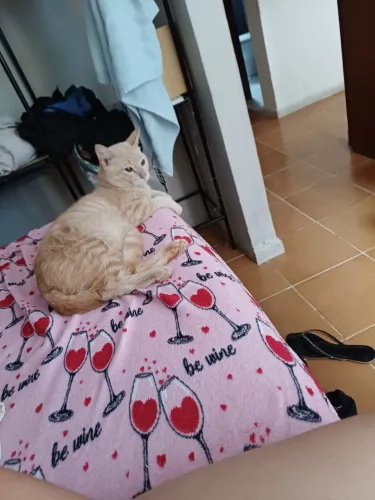Gatos para adoção responsável 