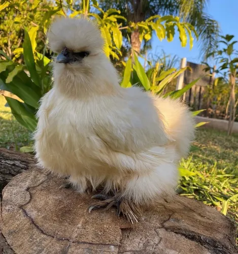 Galinha de seda 
