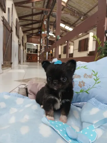 Chihuahua Pêlo Longo Preto Excelente.Entregamos hoje com kit filhote