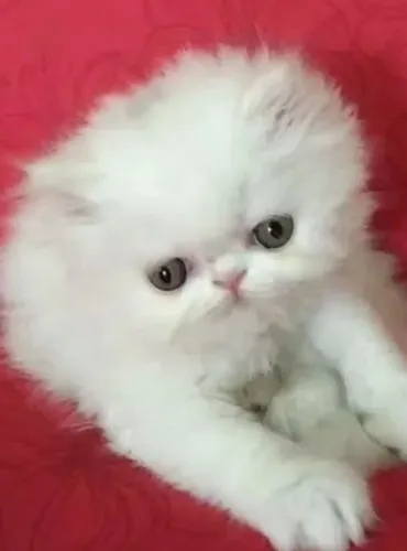 Filhote Persa Show