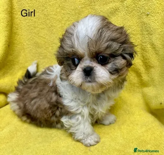 Filhotinhos shih tzu/shitzu dócil de linhagem selecionada saudável