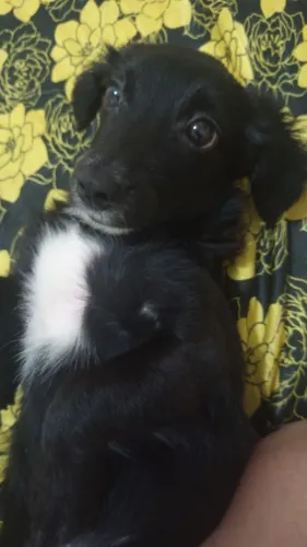Doa pinscher com Shitzu macho