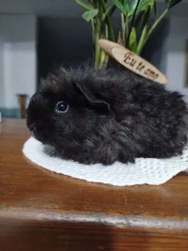 Porquinho da índia RAÇA MERINO fêmea.