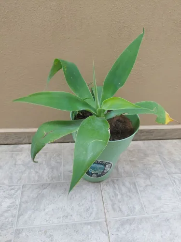 Agave R$ 25 cada