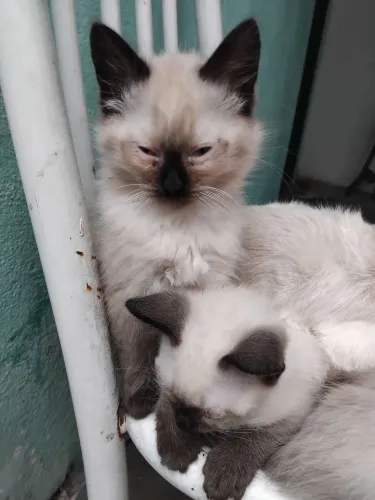 Vende se filhote de gato siamês