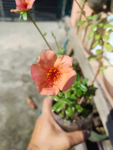 Plantas e mudas de flores
