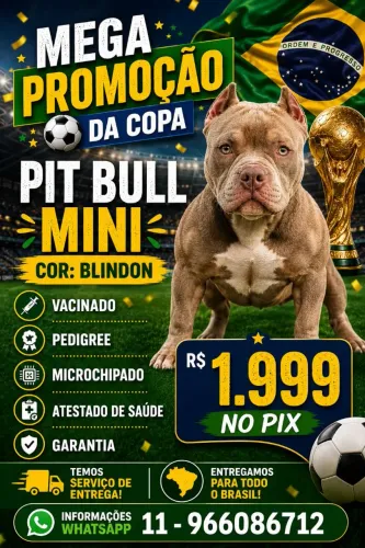 Pit bull mini
