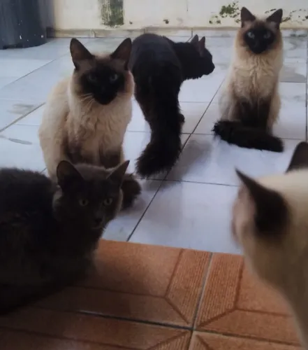Doação de Gatos