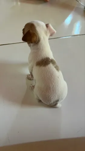 Filhote de Pinscher