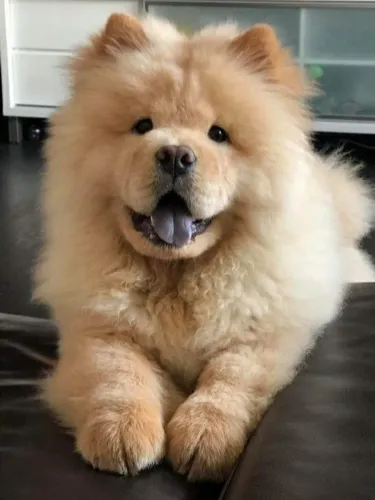 Chow Chow 2 procedência parcelo até 18x....8