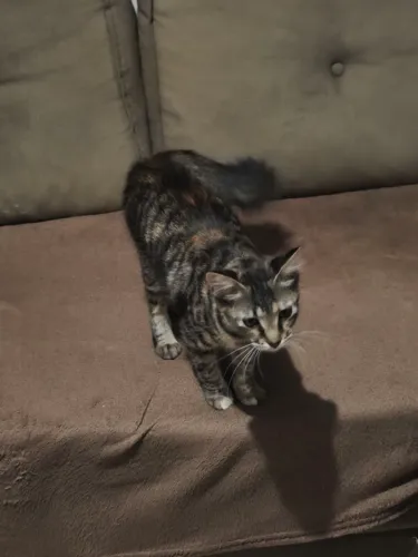 Doa-se gata adulta e gata filhote