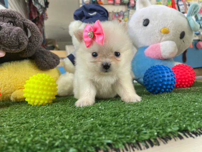 Lulu da Pomerânia fêmea Spitz alemão 