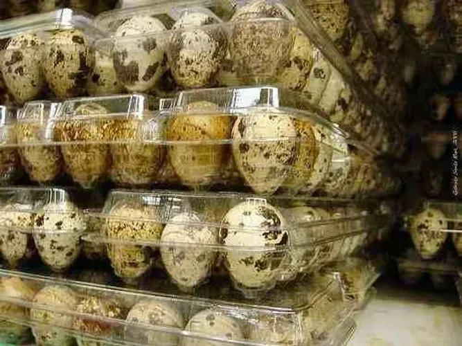 Ovos galados de codornas gigantes