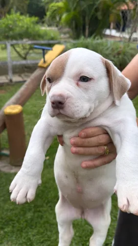 Filhotes de American Bully com Pitbull