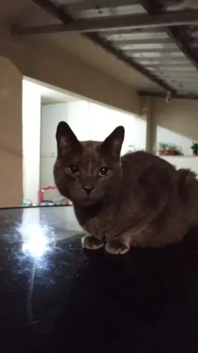 Doa-se gato