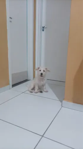 Poodle 