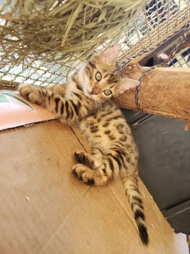 Gato Bengal Femia 
