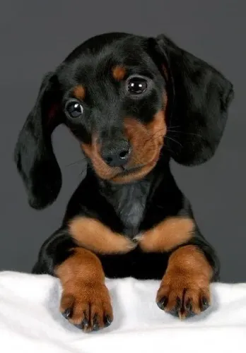 Dachshund  venha escolher a sua 