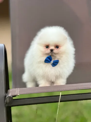 Lulu da Pomerânia Spitz Alemão 1900 Inicial Macho Confira