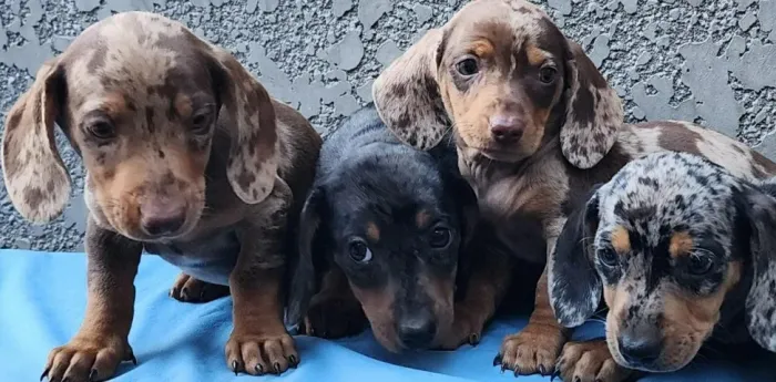 Dachshund Chocolate e Arlequim Disponível 