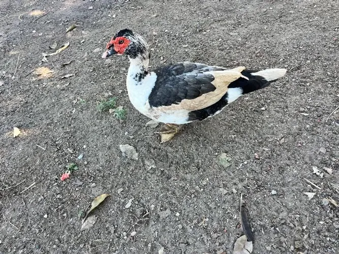 Pato