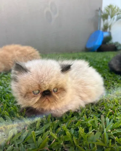 gatinhos persa