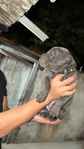 Filhote de Cane Corso 