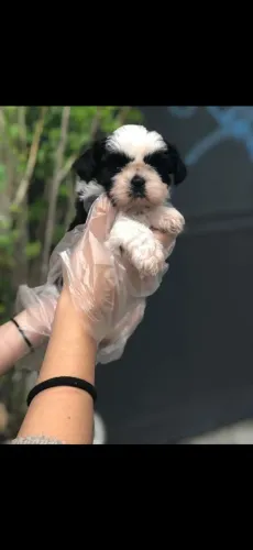 Shih tzu, 48 dias 