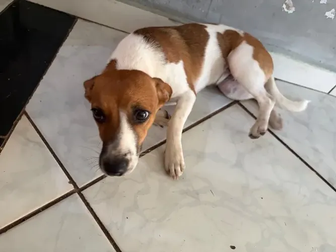 Adoção